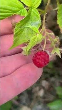 L'Orignal Cabin Rental in Quebec