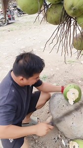 140K views · 799 reactions | 10 years old dwarf coconut tree #dwarfcoconut #plantingtrees #AgriAkoDyan #agriculture #giemelsqualitydwarfcoconut #ThankYouLord | GIEMEL’s Quality Dwarf C0c0nut Seedlings | Facebook