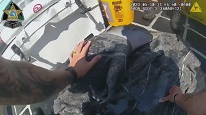 Florida deputies rescue struggling newborn dolphin