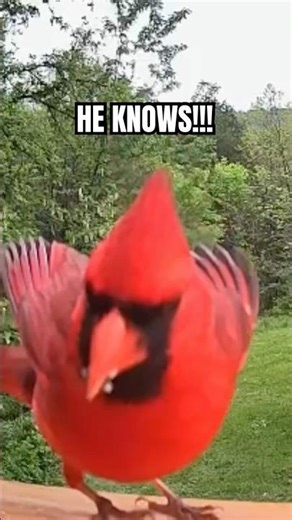 Why Do Cardinals Look So Mean?! 👀 😠