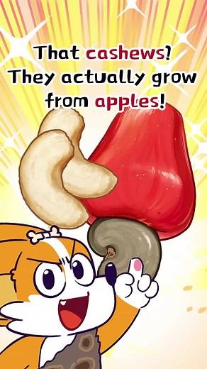 Discover How Cashews Grow from Apples