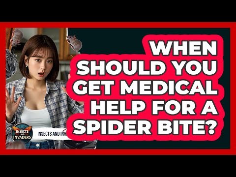When Should You Get Medical Help For A Spider Bite? - Insects and Invaders