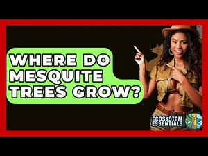 Where Do Mesquite Trees Grow? - Ecosystem Essentials