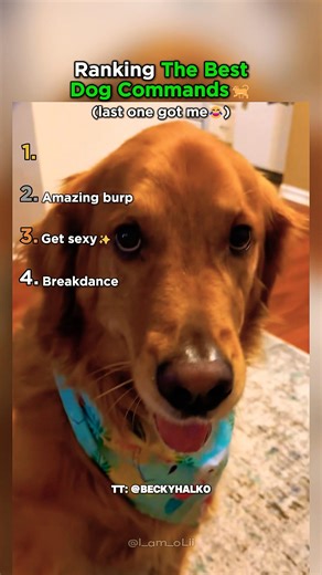 Ranking The Best Dog Commands