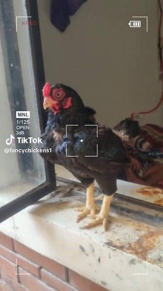 Next in line para breeding 🐔🐔#cornishchicken #cornish #cornishbantam #bantam