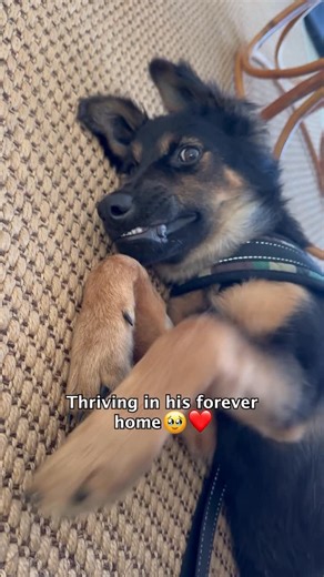 Happy Doggo on Instagram: "Normally we write a long caption about a street dog’s progress… but this video just sums up Stormzy’s story perfectly. ❤️‍🩹 Stormzy has been through more than any young puppy should, he was nearly put to sleep because of brain damage and he could barely support his own head but he never gave up. Now, his biggest worry is which side of the bed is the softest. He’s earned every single snooze and cuddles with his forever family! ❤️🏡 @misterstormzy"