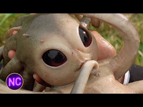 Will Smith Helps an Alien Give Birth: "It's easy you just catch!" | Men In Black (1997) | Now Comedy