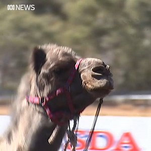 Move over Pharlap, we've got a new champion racer. Did you head along to the Alice Springs Camel Cup? | ABC Alice Springs