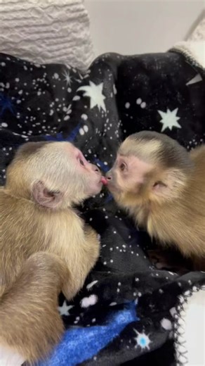 Jacob Feder on TikTok