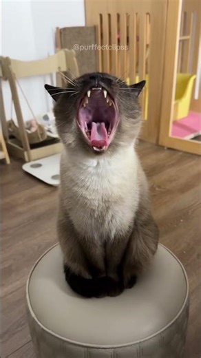 Chaotic Siamese core 😭🔊