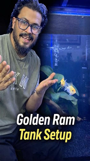 Dream tank setup for a new Golden Ram! #GoldenRam #FishTank #aquarium #Aquascape