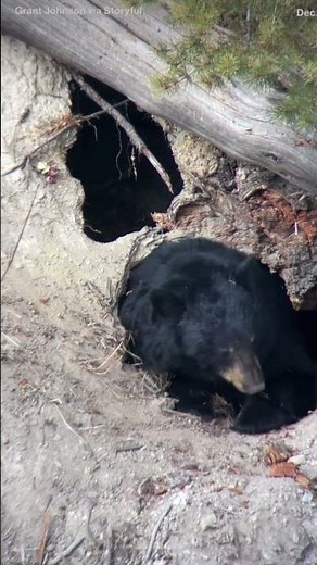 BEAR PREPARES FOR HIBERNATION AT YELLOWSTONE NATIONAL PARK