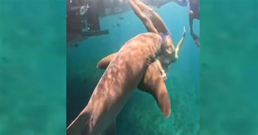 Vídeo mostra novo ângulo em que tubarão ataca turista em Fernando de Noronha