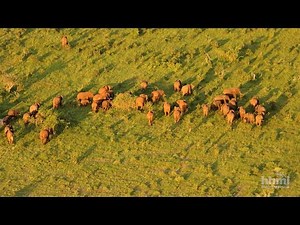 El Gran censo de elefantes | Video HHMI BioInteractive