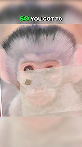 Jason Morgan Wildlife Art on Reels