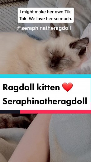 If you want kitten content, follow her? ❤️ @seraphinatheragdoll she's a purring machine ❤️ #kitten #supportcat #ragdoll #ragdollcat