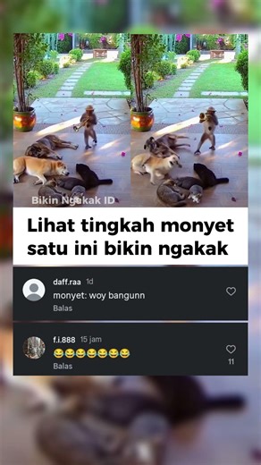 Anjingnya dikagetin monyet 😭😂 #lucu #memengakakkocak #bikinngakak