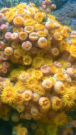 Marine Life at Los Arcos 🇲🇽 | Puerto Vallarta Dive Experience