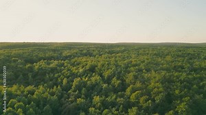 summer forest from a bird's eye view, shooting from a copter