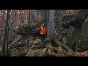 The Importance of Forests in Mitigating Climate Change