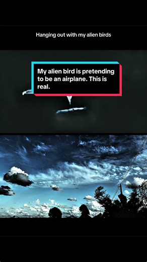 Just hanging out with my alien birds. This is a holographic projection of an aircraft. It looks like a bird. There are lots of smaller little spacecraft here for this projection. Today is April 23, 2026. Savannah preserve St. Lucie County Florida. #alien birds.#birds#ufo#uap#orbs Above us in Port St. Lucie Florida is a very large. Alien Mothership Above Me is the entire planet. Everything below that is simulated to include the sun of the moon the stars, the planet, and everything else. Including