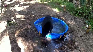 Let me be clear: I love bears. But sometimes I want to slap the hell out of 'em! | Ron Cook