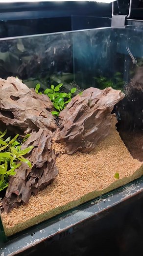 134K views · 2.1K reactions | 1ft cube tank setup.. | Mrinal Das | Facebook