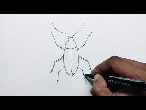 Easy way to draw cockroach step by step
