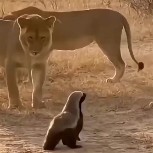 the bravest animal ever☠️🔥#trend#fyp#kesfet#aşkımçokpardon#foryoupage | Honey badger