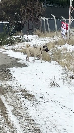 #snowgirl #orcik #ankara #gölbaşı