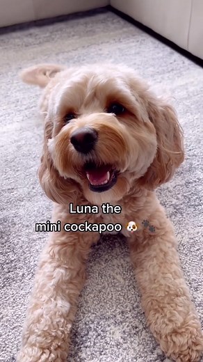 You know we had to do it #cockapoo #doggo #dogs | GHL