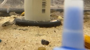 24 reactions | The Pygmy Corydoras (Corydoras pygmaeus) is a tiny, peaceful catfish native to slow-moving rivers and tributaries in Brazil. Ideal for nano and community aquariums, they thrive in groups of 6+ with soft, clean water and a fine substrate. Provide plenty of hiding spots and a varied diet for a healthy, active shoal! | Pet Zone Tropical Fish, San Diego, California | Facebook