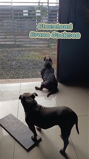 rain #shorts #dogs #dogwalk #americanbully_official #bluecloud #shortsvideo #2026