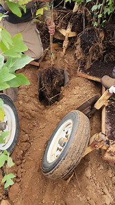 549K views · 2.8K reactions | Trees easy plantation techniques #plantingtrees #gardening #plants #garden #plantsmakepeoplehappy | Gardening & Landscape Ideas | Facebook