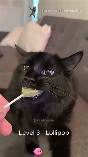 Cats but it's their first time trying catnip