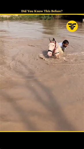 horse foam. #facts #shorts