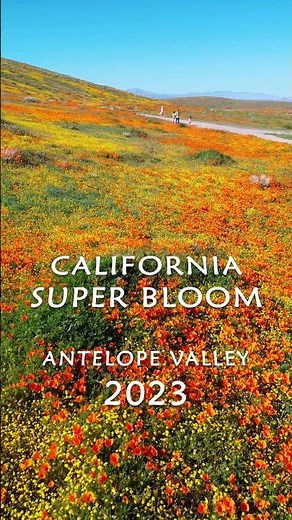 California Super Bloom Antelope Valley 2023! 4K HDR footage of poppies! #superbloom #poppies #shorts
