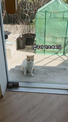 밥 주라고 기다리는 꽃분이. She Just Sits There Waiting for Food. #cat #고양이 #cute #길고양이 #catshorts #shorts