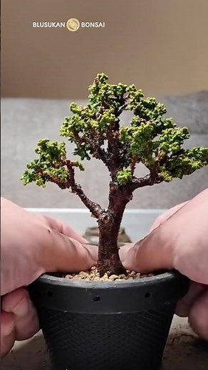 Routine care of dwarf juniper bonsai #bonsai #bonsaitree #bonsaiart