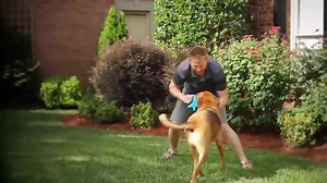 Dogs Are Going Crazy Over This Toy! | As Seen On TV Offers