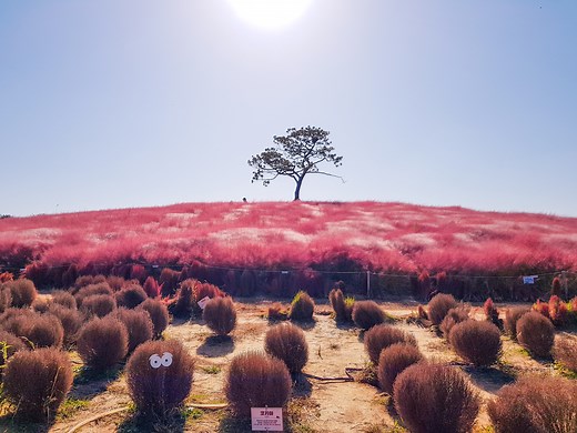 Anseong Farmland | Stunning Flowers And Farm Animals