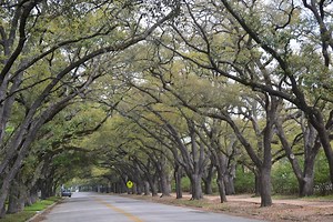Lamar High Student Accepted To 20 Top Colleges, 4 In Ivy League