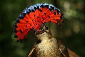 Royal Flycatcher Facts - Appearance, Location, and Status | Animal Bliss