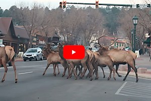 Estes Park Elk Herd Shuts Down Traffic While Crossing Busy Town Intersection