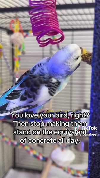 Essential Guide to Choosing a Comfortable Bird Perch