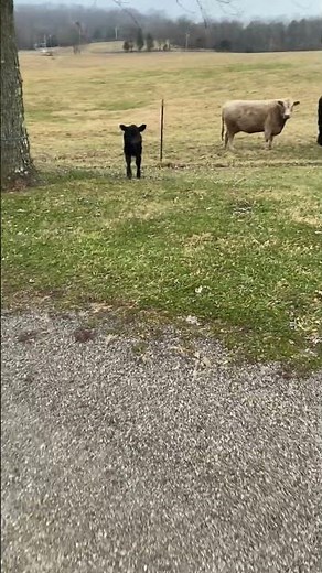 These Baby Cows Are So Curious #cattle #farmlife