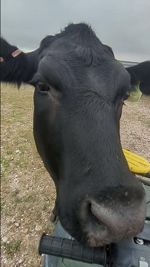 The Taming of the Milk Cow