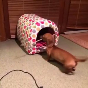 378K views · 14K reactions | #AKCDachshund problem No. 294: Trying her absolute best to fit a square peg into a round hole. via @mini_millyandmaggie_sausage | American Kennel Club | Facebook