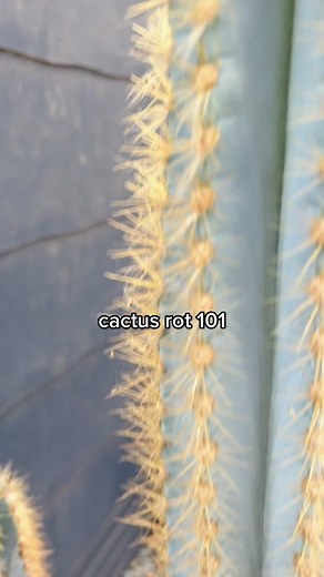 How to Deal with a Squishy Cactus: Cactus Rot 101