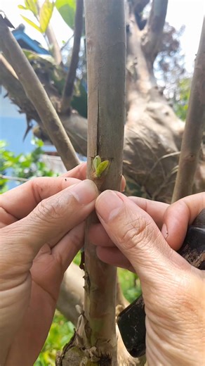 Budding technique, so simple but useful. #grafting #graftingtechniques #graftingtree #graftingtutorial #graftingtips #graftingplantschallenge #graftingchallenge | Grafting Techniques